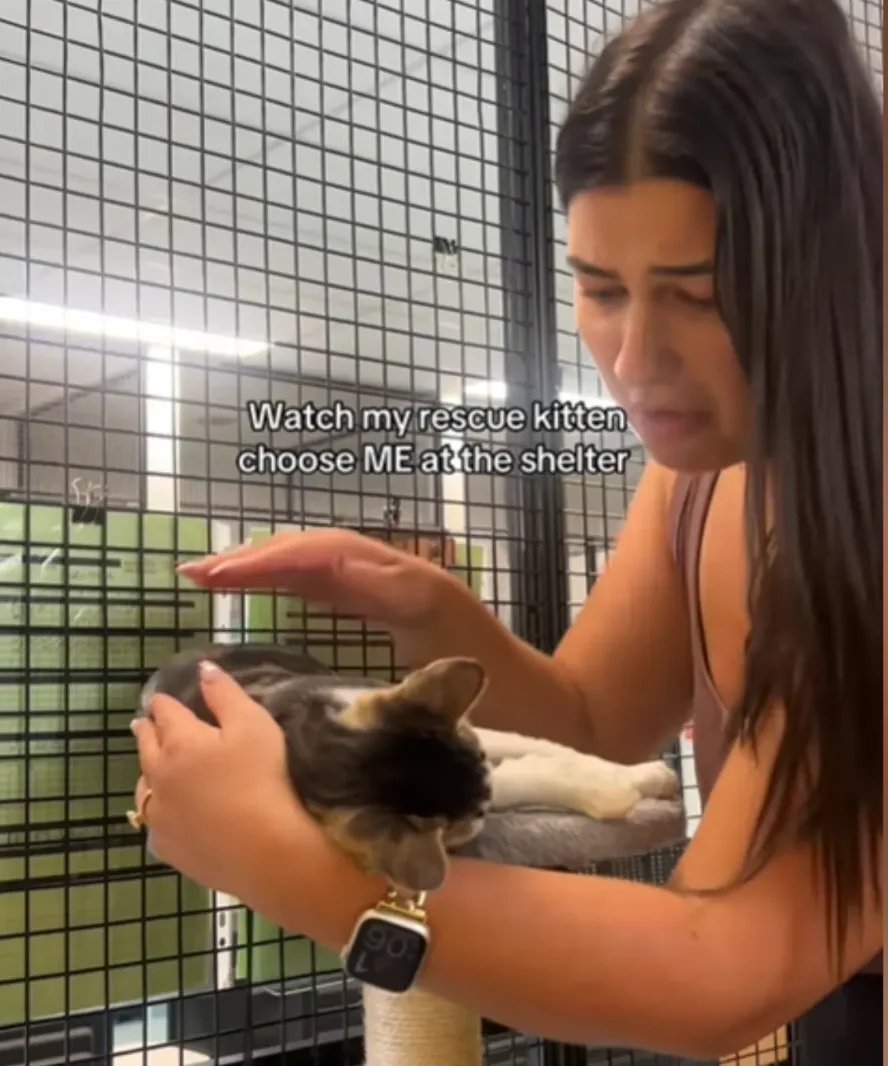 She Chose Her Human: Shelter Kitten's Emotional Response to Adoption