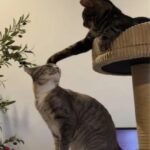Owner Thought Her Cat Needed a Brother - The Result Proved Her Very Wrong