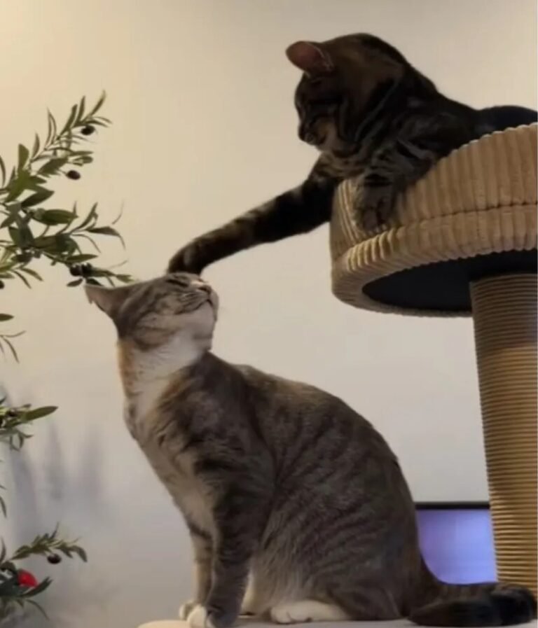 Owner Thought Her Cat Needed a Brother - The Result Proved Her Very Wrong