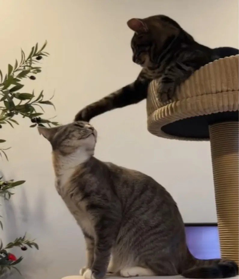 Owner Thought Her Cat Needed a Brother - The Result Proved Her Very Wrong