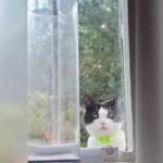 Senior Cat's Piercing Gaze at Neighbor's Dogs Ignites TikTok Frenzy