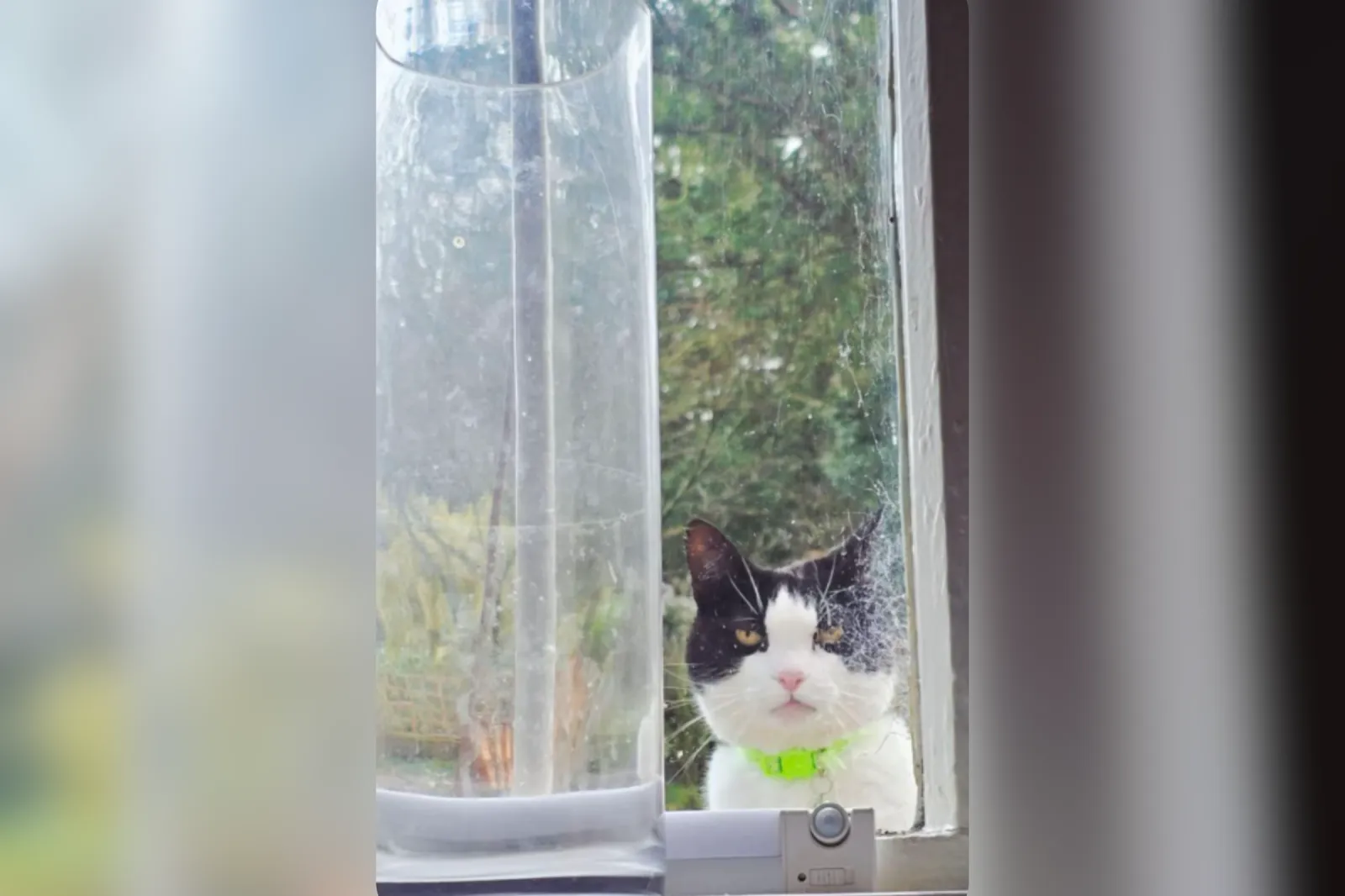 Senior Cat's Piercing Gaze at Neighbor's Dogs Ignites TikTok Frenzy