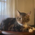 Anxious Cat's Outdoor Walk Turns into $150 Tree-Top Rescue Ordeal