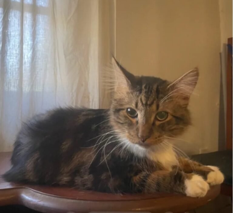 Anxious Cat's Outdoor Walk Turns into $150 Tree-Top Rescue Ordeal