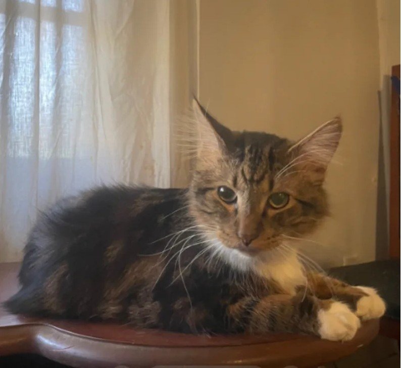 Anxious Cat's Outdoor Walk Turns into $150 Tree-Top Rescue Ordeal