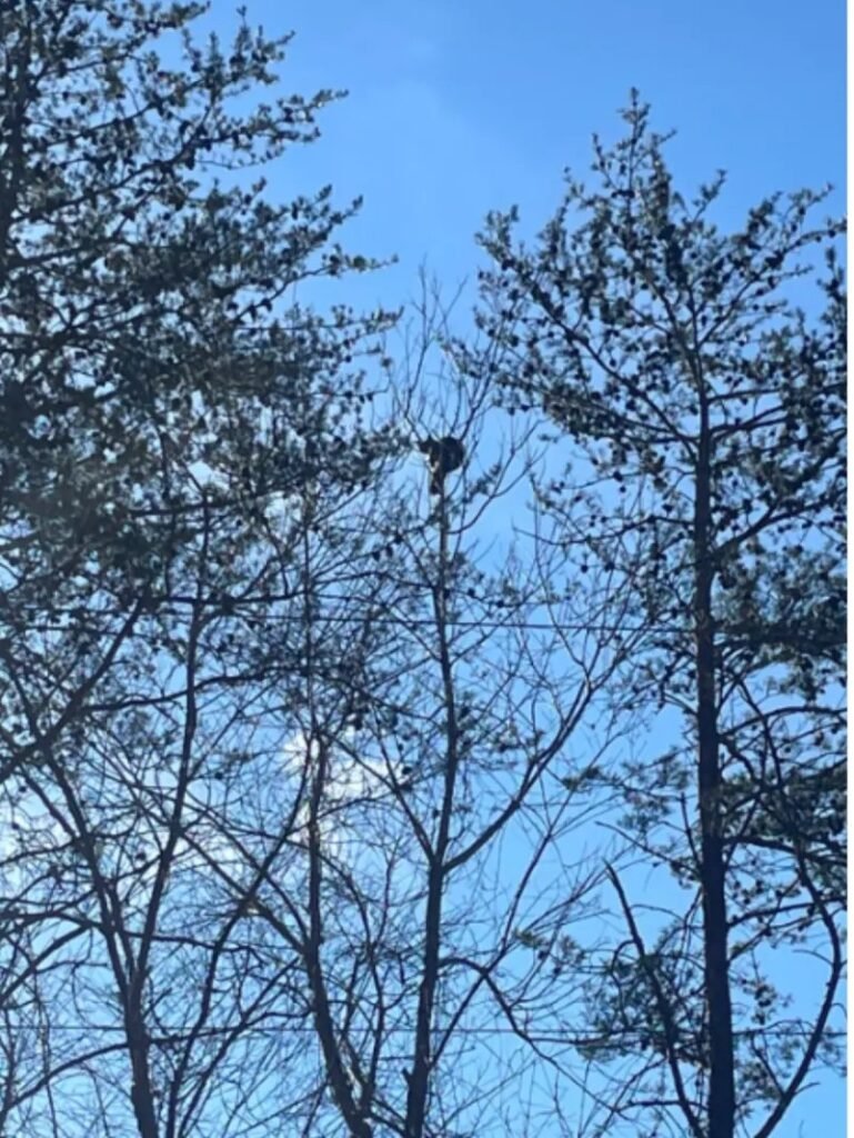 Anxious Cat's Outdoor Walk Turns into $150 Tree-Top Rescue Ordeal