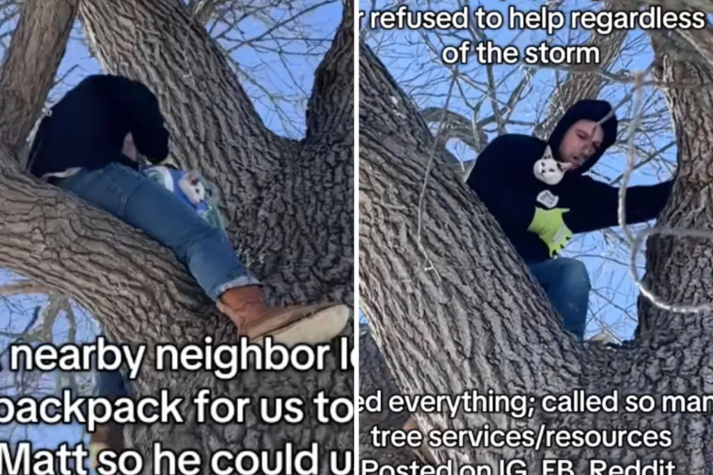 Cat Stuck 50ft Up a Tree as Storm Rages - Until a Kind Stranger Steps In to Help
