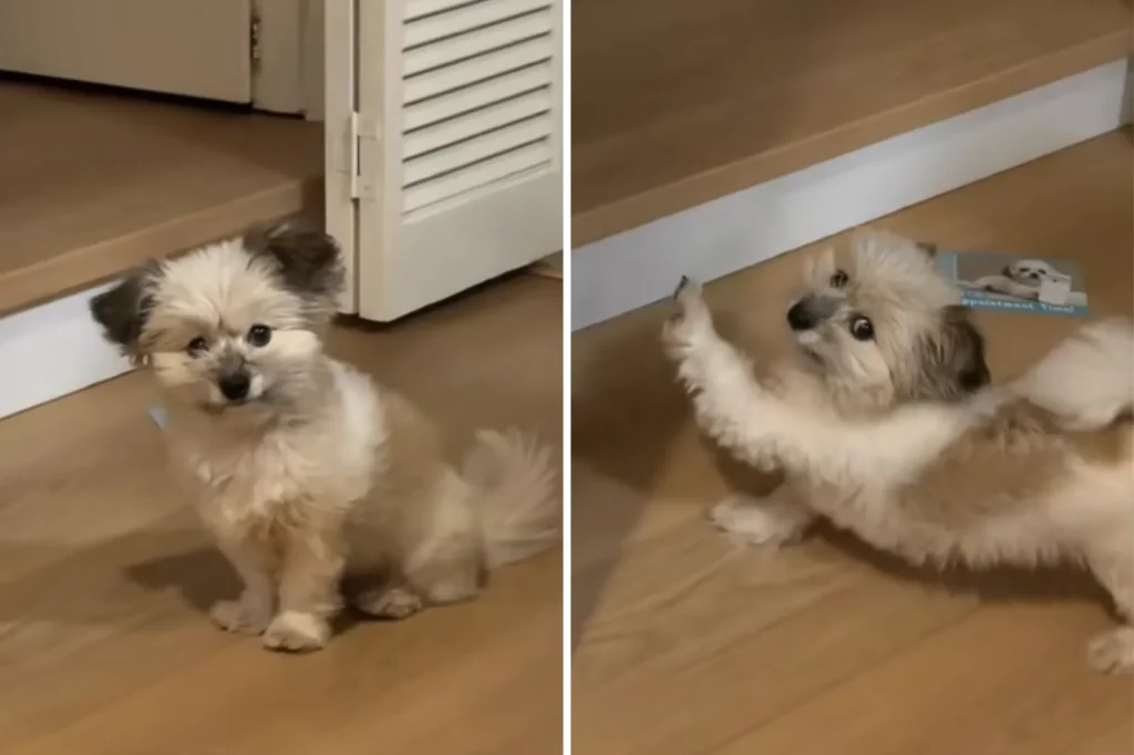 Deaf Rescue Dog Wins Hearts With Her Must-Have Morning Routine