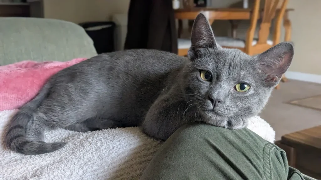 Found in a McDonald's Parking Lot, This Kitten Chooses Her Forever Human