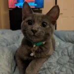 Found in a McDonald's Parking Lot, This Kitten Chooses Her Forever Human