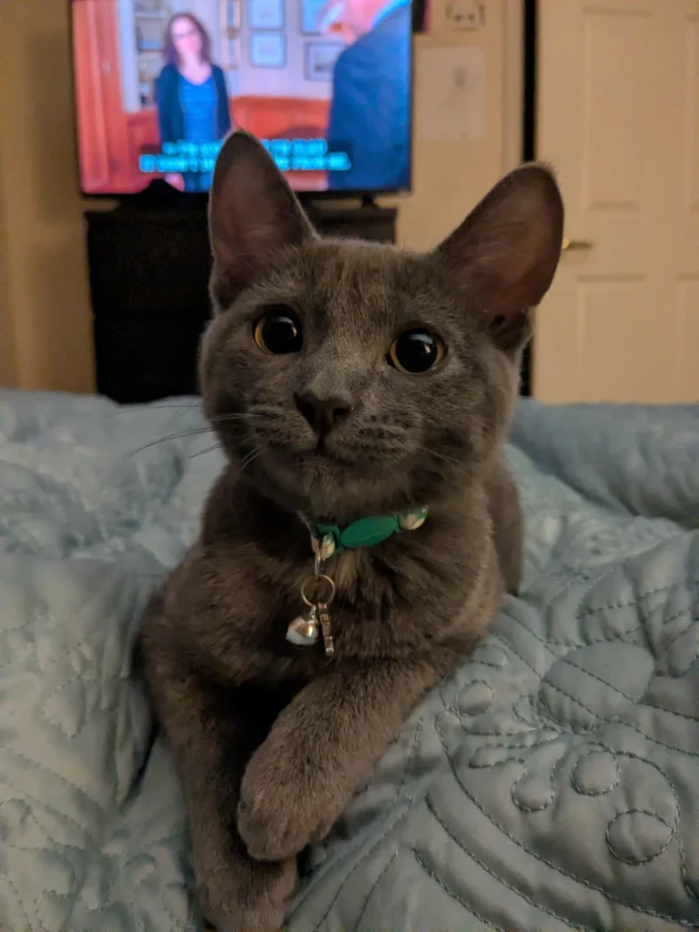 Found in a McDonald's Parking Lot, This Kitten Chooses Her Forever Human