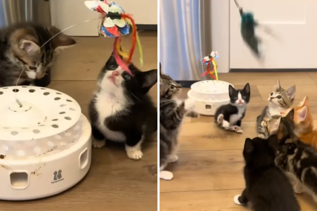 Disabled Kitten's Determined Effort to 'Fit In' With Siblings Brings Tears