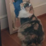 Pizza Driver's Unexpected 'Tip': Stray Tabby Claims Her Forever Ride Home