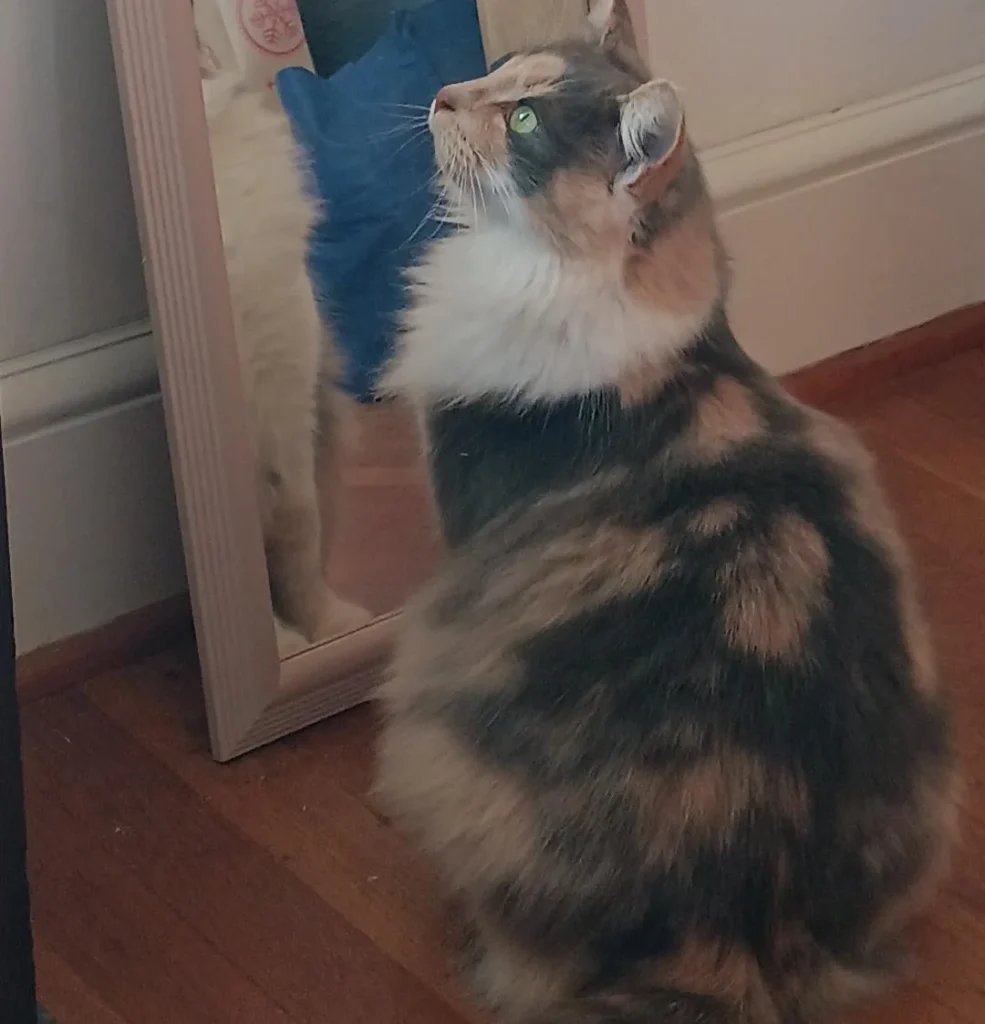 Pizza Driver's Unexpected 'Tip': Stray Tabby Claims Her Forever Ride Home