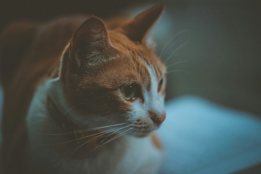 Anxious Cats and the Dual Function of the Slow Blink 