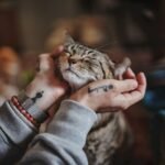 How Can You Tell If Your Cat Truly Enjoys Your Company?