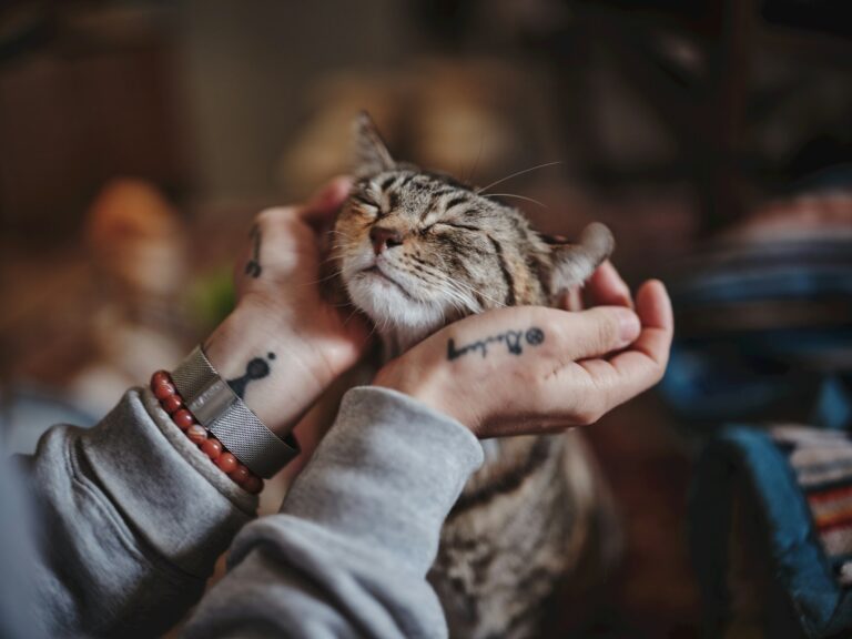 How Can You Tell If Your Cat Truly Enjoys Your Company?