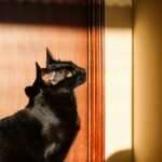 Scorpio Owners: 7 Mysterious Cat Breeds That Match Your Depth