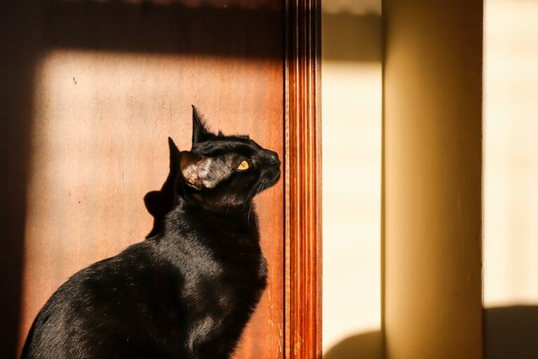 Scorpio Owners: 7 Mysterious Cat Breeds That Match Your Depth