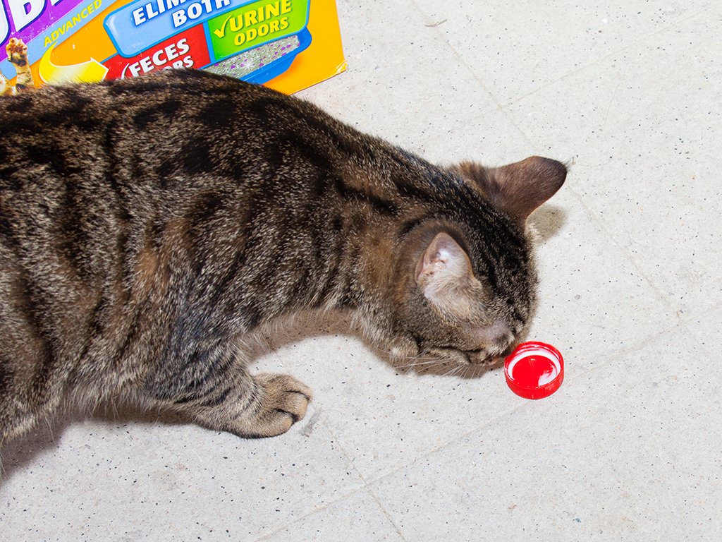 6. Plastic Bottle Caps: The Tiny Hockey Puck of the Cat World