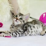 8 Genius Cat Toys You Can Make at Home for Hours of Feline Fun