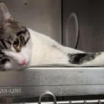 'Saddest' Shelter Cat Finds a Home - Then His True Personality Shines