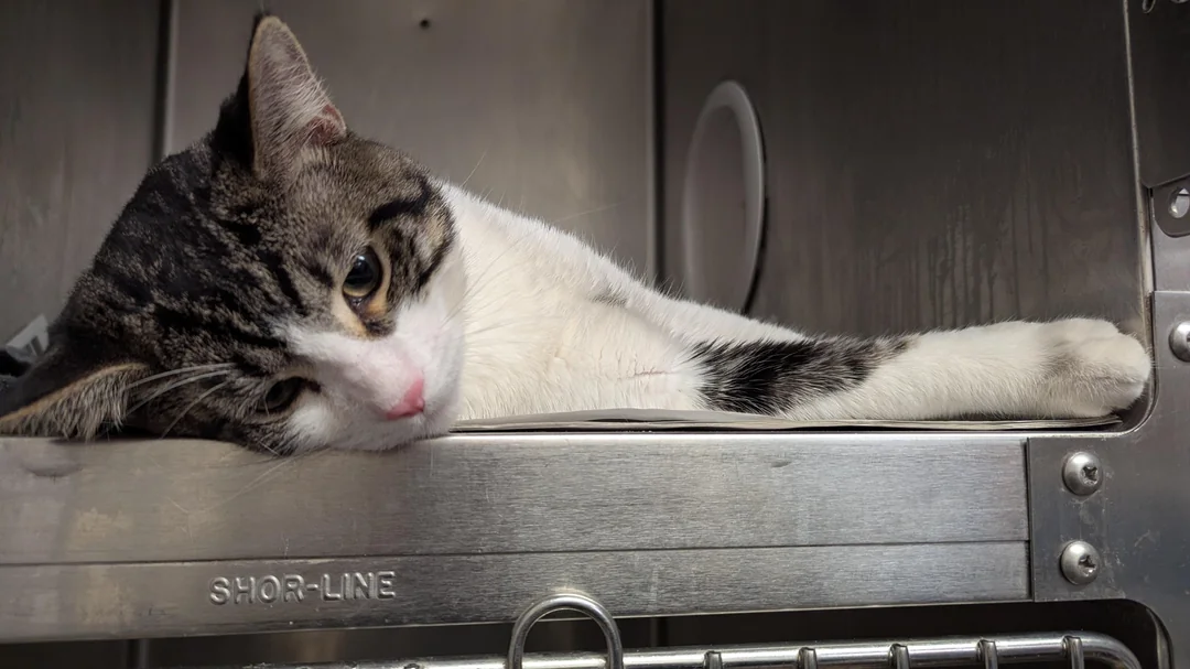 'Saddest' Shelter Cat Finds a Home - Then His True Personality Shines