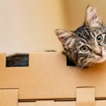7 Common Household Items Your Cat Secretly Admires (and Might Steal)