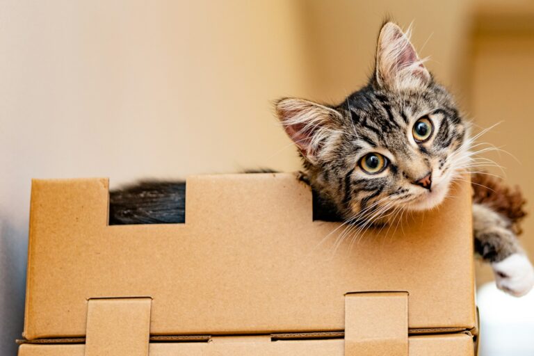 7 Common Household Items Your Cat Secretly Admires (and Might Steal)