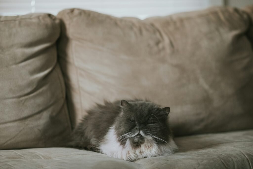 3. The Top of the Sofa - Ruling From the Throne