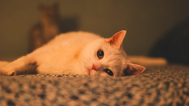 6 Things Your Cat Hopes You'll Remember When They're Gone