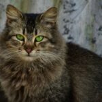 That Empty Stare? Your Cat's Not Bored, They're Guarding Your Home From the Unseen