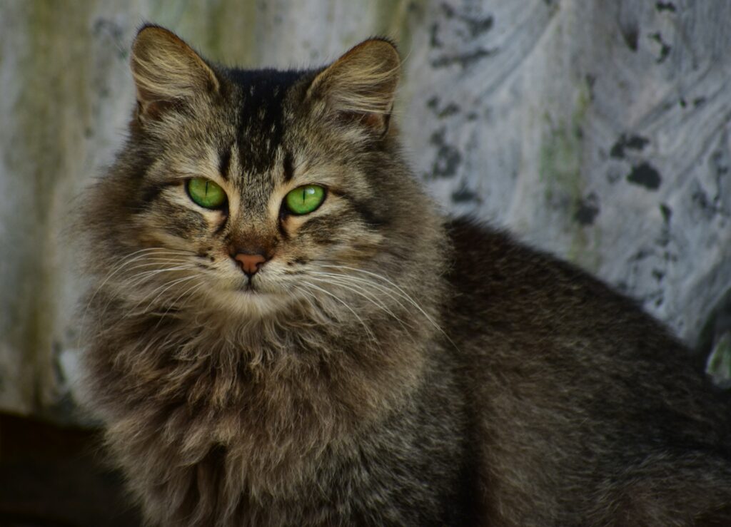 Your Cat Is Genuinely Guarding Your Territory