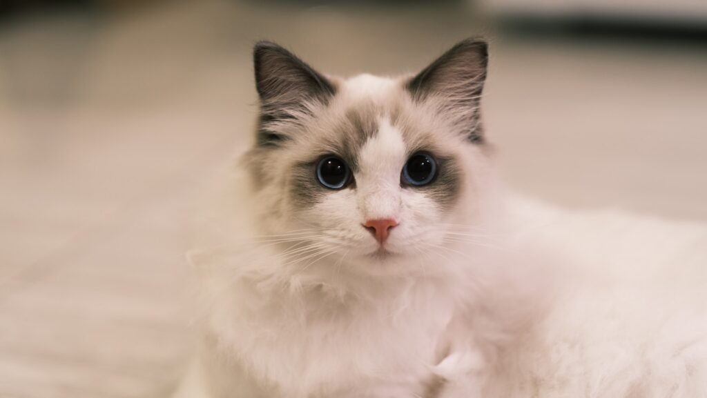 2. Ragdoll: The Puppy Cat That Goes Limp in Your Arms