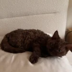New Kitten's Pillow Fixation Sparks Viral Reddit Debate on Sleep and Snuggles