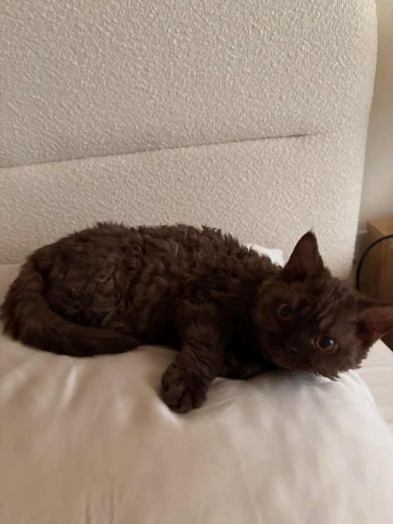 New Kitten's Pillow Fixation Sparks Viral Reddit Debate on Sleep and Snuggles