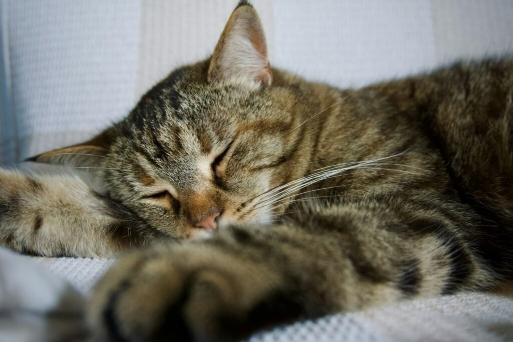 How to Spot a Dreaming Cat: The Physical Signs 
