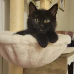 Kitten's Dramatic Meows Propel 'Most Annoying Baby' Post to Reddit Stardom