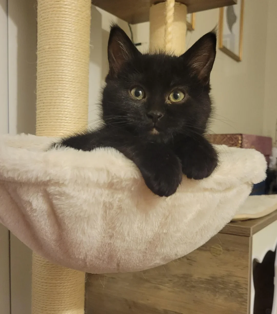 Kitten's Dramatic Meows Propel 'Most Annoying Baby' Post to Reddit Stardom
