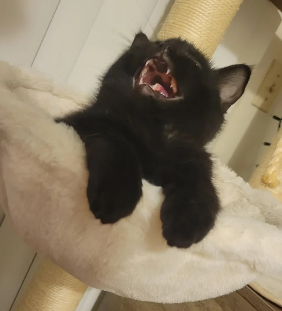 Kitten's Dramatic Meows Propel 'Most Annoying Baby' Post to Reddit Stardom