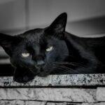 10 Ancient Myths About Black Cats: Debunked by Modern Science