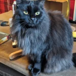 Reddit Cat Owner's Plea for Senior Pet Reassurance Sparks Wave of Heartwarming Shares