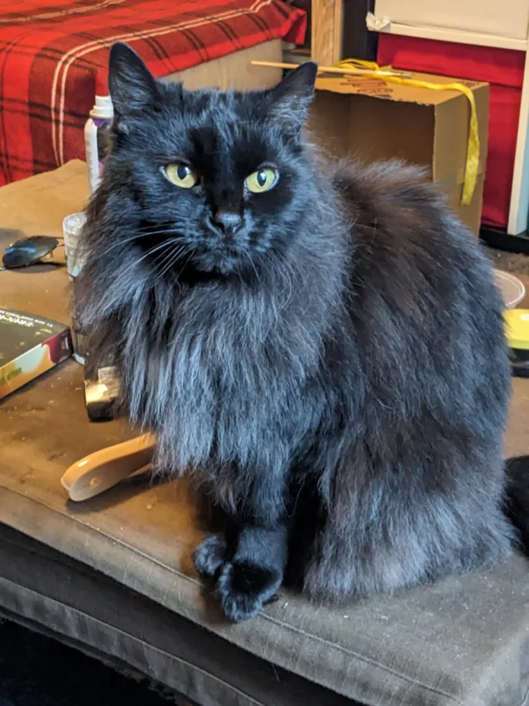 Reddit Cat Owner's Plea for Senior Pet Reassurance Sparks Wave of Heartwarming Shares