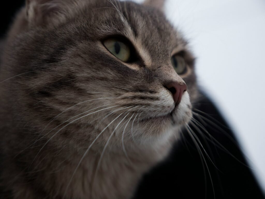 The Language of the Eyes: Slow Blinks and Staring Contests 