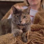 Why Does Your Cat Knead You? (The Emotional Reason Most Owners Never Realize)