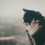 Cats Really Do Sense Changes in the Weather Before We Do