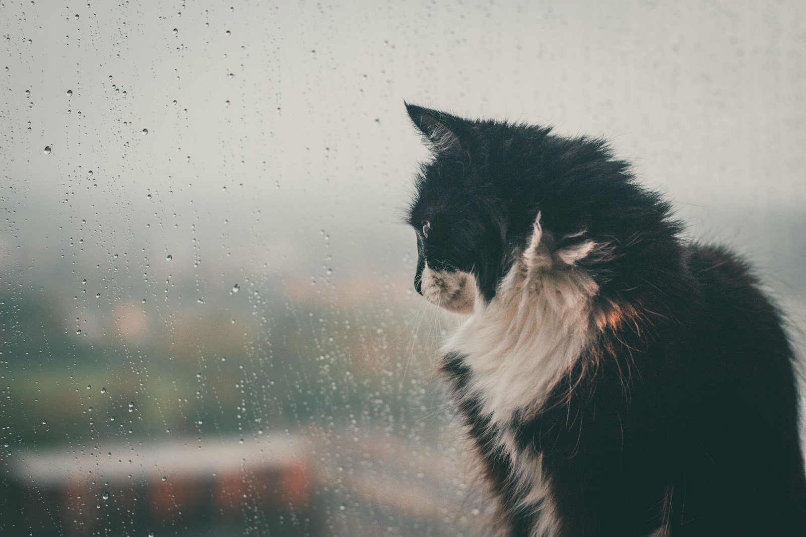 Cats Really Do Sense Changes in the Weather Before We Do