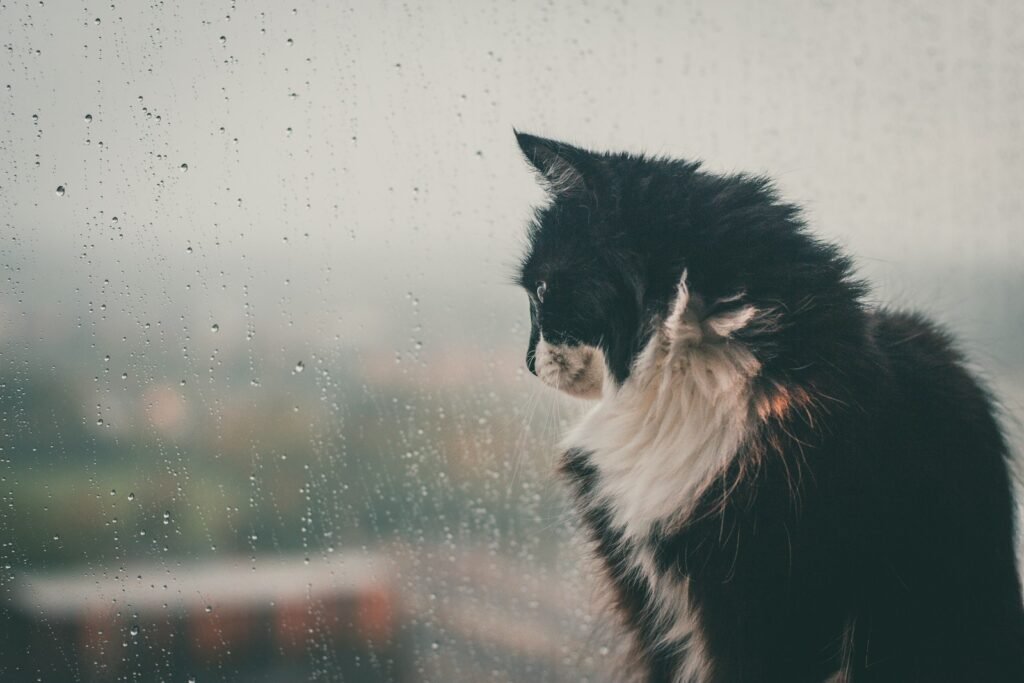 The Ancient History of Cats as Weather Predictors