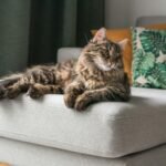 7 Signs Your Cat Is a True Homebody Who Loves Their Routine