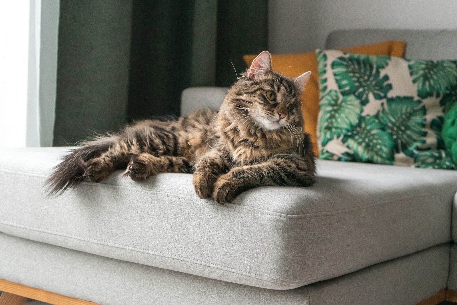 7 Signs Your Cat Is a True Homebody Who Loves Their Routine
